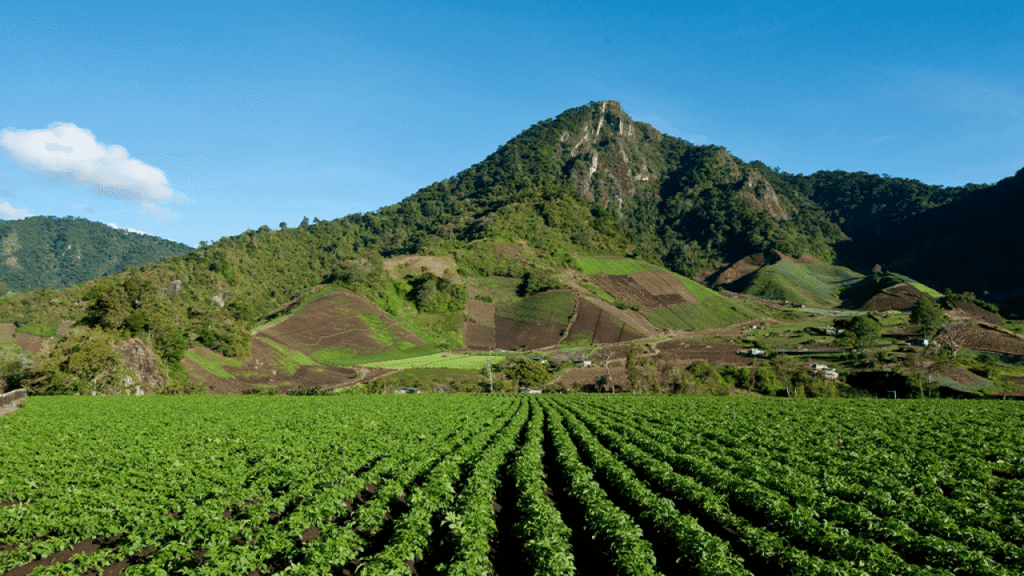 panama koffieveld panama koffieveld