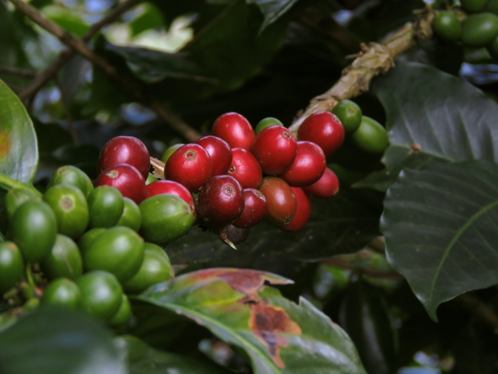 koffieboon